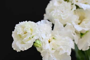 Siyah arka planda beyaz yaz çiçekleri, yakın plan görüntüsü 