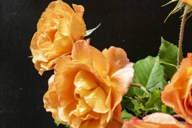 Siyah arka planda turuncu güller. yakın - yakın görünüm.