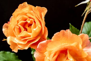 Siyah arka planda turuncu güller. yakın - yakın görünüm.