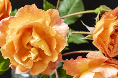 Siyah arka planda turuncu güller. yakın - yakın görünüm.