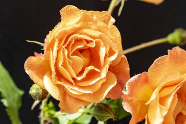 Siyah arka planda turuncu güller. yakın - yakın görünüm.