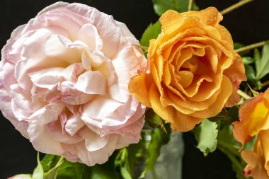 Güzel gül çiçeklerinin yakın görüntüsü