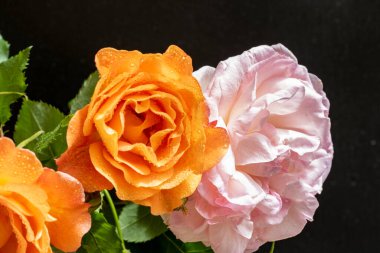 Güzel gül çiçeklerinin yakın görüntüsü