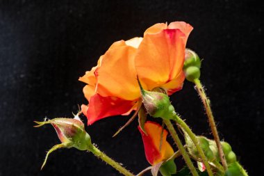 Siyah arka planda turuncu güller. yakın - yakın görünüm.