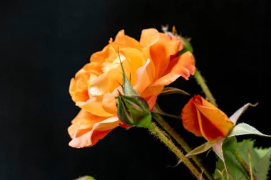 Siyah arka planda turuncu güller. yakın - yakın görünüm.