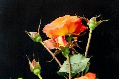 Siyah arka planda turuncu güller. yakın - yakın görünüm.