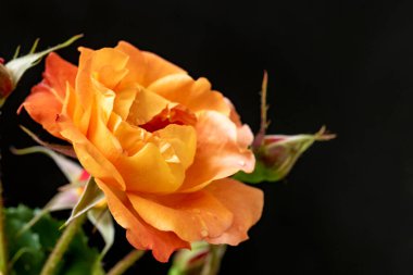 Siyah arka planda turuncu güller. yakın - yakın görünüm.