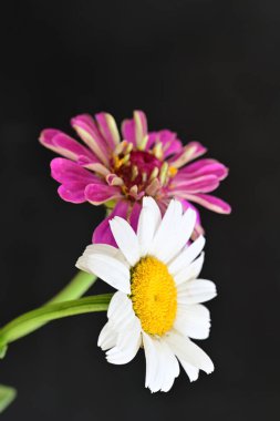 Siyah arkaplanda renkli yaz çiçekleri, yakın plan görünümü 