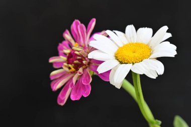 Siyah arkaplanda renkli yaz çiçekleri, yakın plan görünümü 