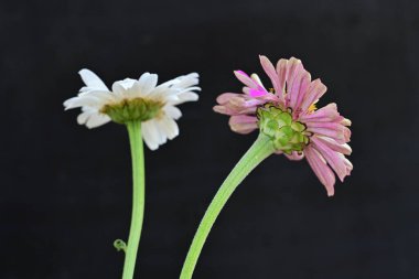 Siyah arkaplanda renkli yaz çiçekleri, yakın plan görünümü 