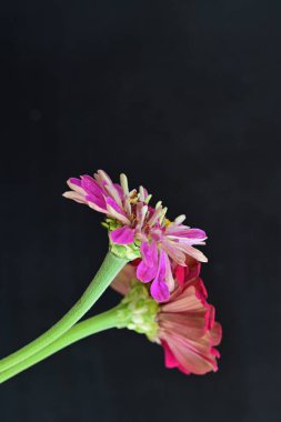 Siyah arkaplanda renkli yaz çiçekleri, yakın plan görünümü 