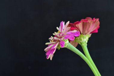 Siyah arkaplanda renkli yaz çiçekleri, yakın plan görünümü 