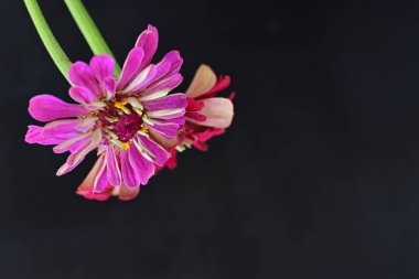 Siyah arkaplanda renkli yaz çiçekleri, yakın plan görünümü 