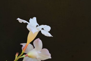 Siyah arkaplanda renkli yaz çiçekleri, yakın plan görünümü 