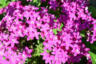 Canlı, renkli bahçe bitkisinin yakınlaştırılmış görüntüsü.