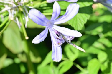 Bahçesinde güzel çiçekler olan bir çiçek tarlası.