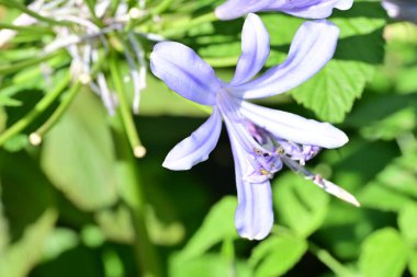 Bahçesinde güzel çiçekler olan bir çiçek tarlası.