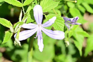 Bahçesinde güzel çiçekler olan bir çiçek tarlası.