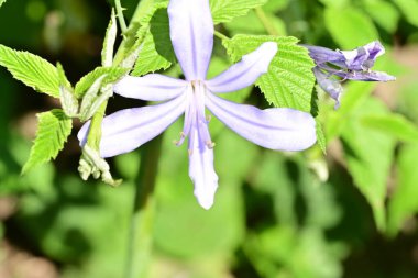 Bahçesinde güzel çiçekler olan bir çiçek tarlası.