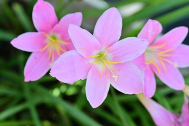 Işıl ışıl bahçe çiçeklerinin yakın açısı.
