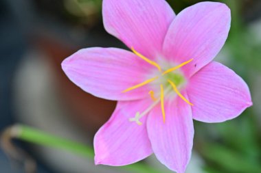 Bahçedeki güzel zambak çiçeğini kapat. 