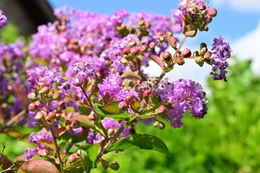 Çiçek desenleri ve renkleri yakın çekimde ortaya çıktı..