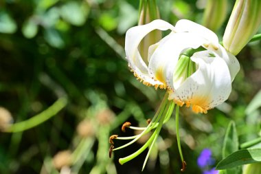 Bahçedeki güzel zambak çiçeğini kapat. 