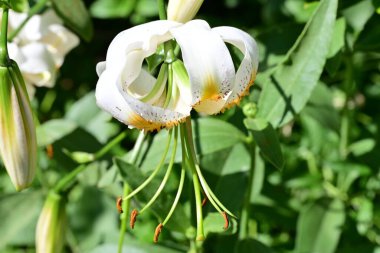 Bahçedeki güzel zambak çiçeğini kapat. 