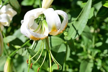 Bahçedeki güzel zambak çiçeğini kapat. 