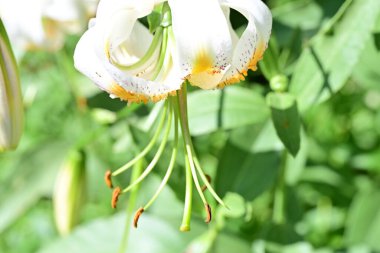 Bahçedeki güzel zambak çiçeğini kapat. 