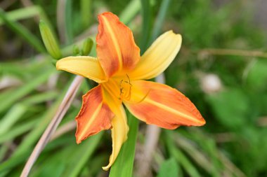 Bahçedeki güzel zambak çiçeğini kapat. 