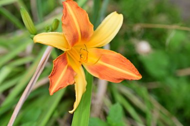 Bahçedeki güzel zambak çiçeğini kapat. 