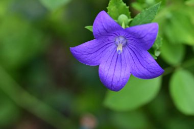 Bahçesinde güzel çiçekler olan bir çiçek tarlası.