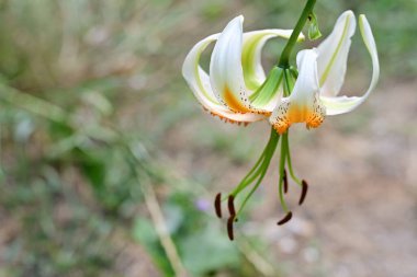 Yaz bahçesinde güzel zambak