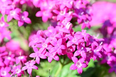 Bahçedeki renkli çiçeklerin çıtır çıtır görüntüsü..