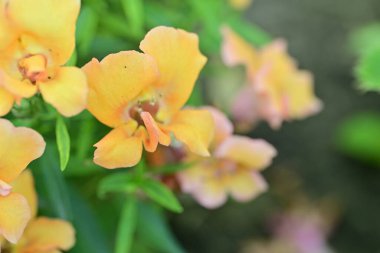 Bahçedeki parlak çiçekli güzelliğin yakınlaştırılmış görüntüsü..