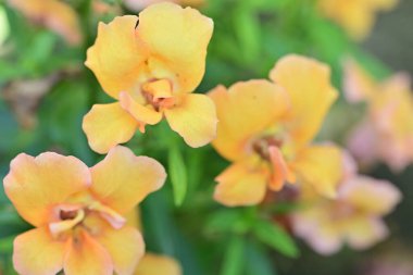 Sıkıca çerçevelenmiş canlı bahçe çiçekleri.