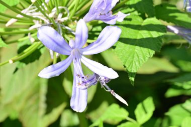 Bahçedeki parlak çiçekli güzelliğin yakınlaştırılmış görüntüsü..