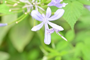 Bahçesinde güzel çiçekler olan bir çiçek tarlası.