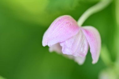 Bahçedeki çiçek tarhının güzel botanik çekimi 