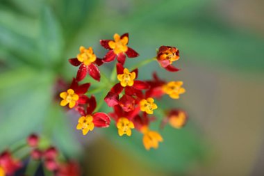 Bahçede çiçek açmaya odaklan..