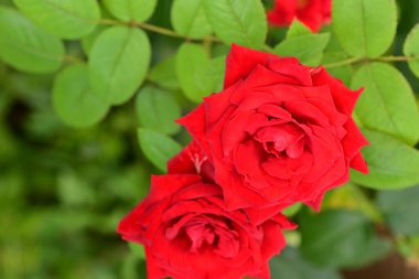 Bahçede kırmızı gül çiçekleri