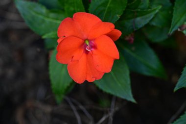 Bahçedeki çiçek tarhının güzel botanik çekimi 