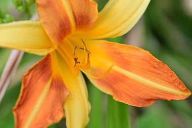 Turuncu bir zambak çiçeğine yaklaş.