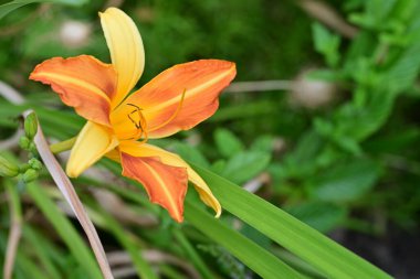 Turuncu bir zambak çiçeğine yaklaş.