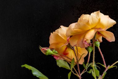 Güzel gül çiçeklerinin yakın görüntüsü