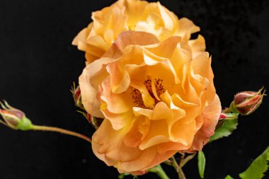 Güzel gül çiçeklerinin yakın görüntüsü