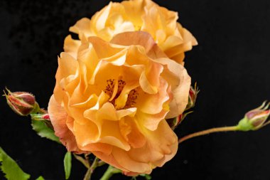 Güzel gül çiçeklerinin yakın görüntüsü