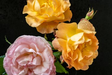 Güzel gül çiçeklerinin yakın görüntüsü