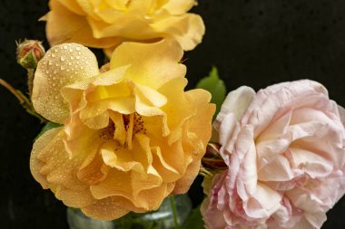 Güzel gül çiçeklerinin yakın görüntüsü